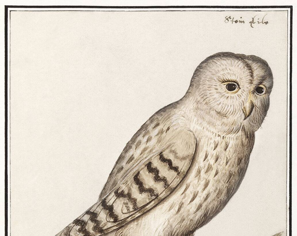 Small poster about the Owl, after an old engraving from 1610.