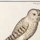 Small poster about the Owl, after an old engraving from 1610.