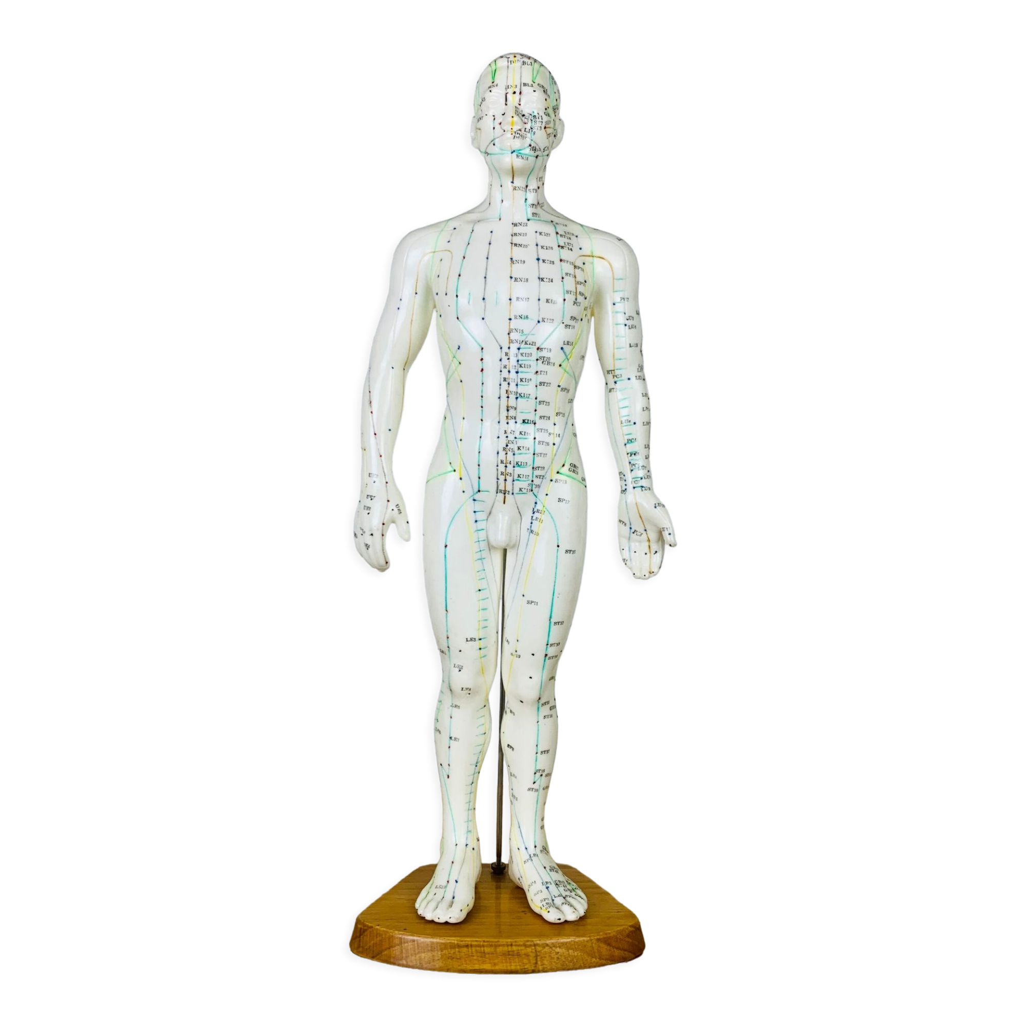 Mannequin d'acupuncture vintage cabinet de curiosité