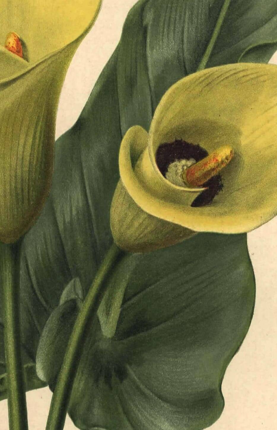 Botanical engraving from 1896 by Descamps-Sabouret • Richardia Lytwichii • Old lithograph