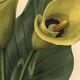 Botanical engraving from 1896 by Descamps-Sabouret • Richardia Lytwichii • Old lithograph