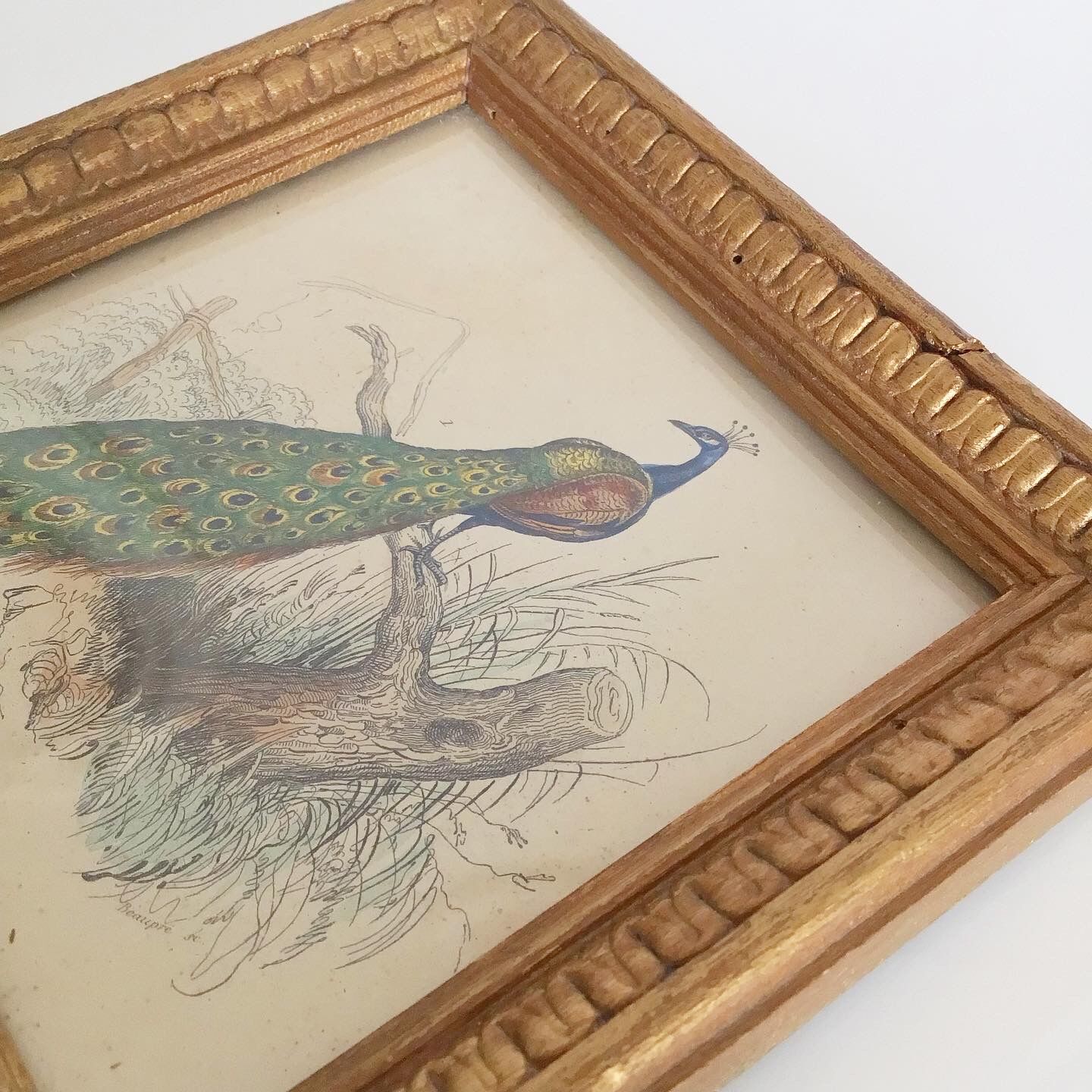 Vintage peacock lithography frame