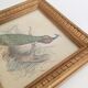 Cadre vintage paon lithographie