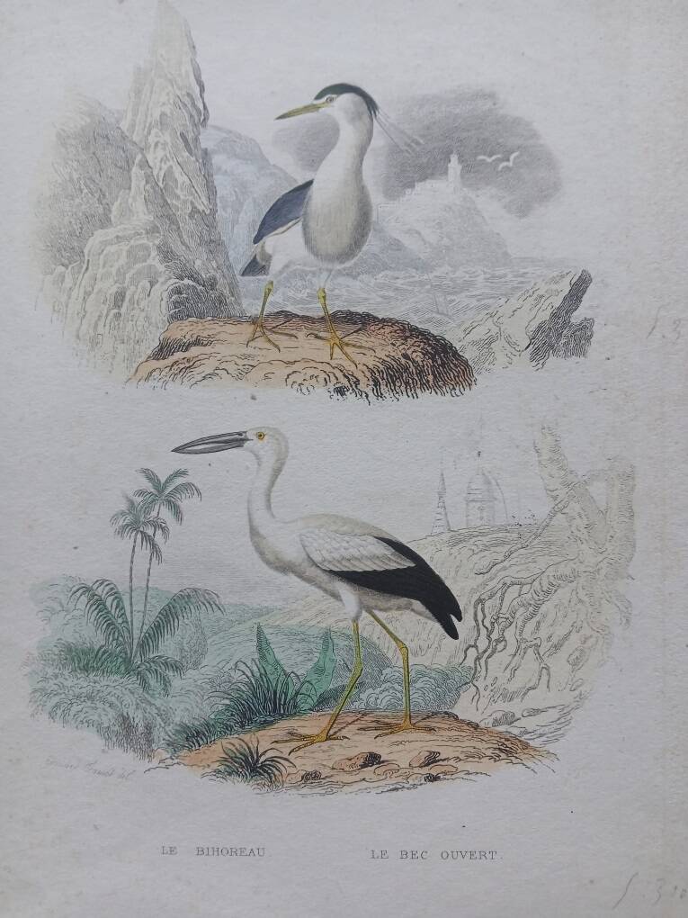 Poster - 19th century zoological engraving of birds - night heron - open beak