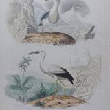 Poster - 19th century zoological engraving of birds - night heron - open beak