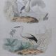 Poster - 19th century zoological engraving of birds - night heron - open beak