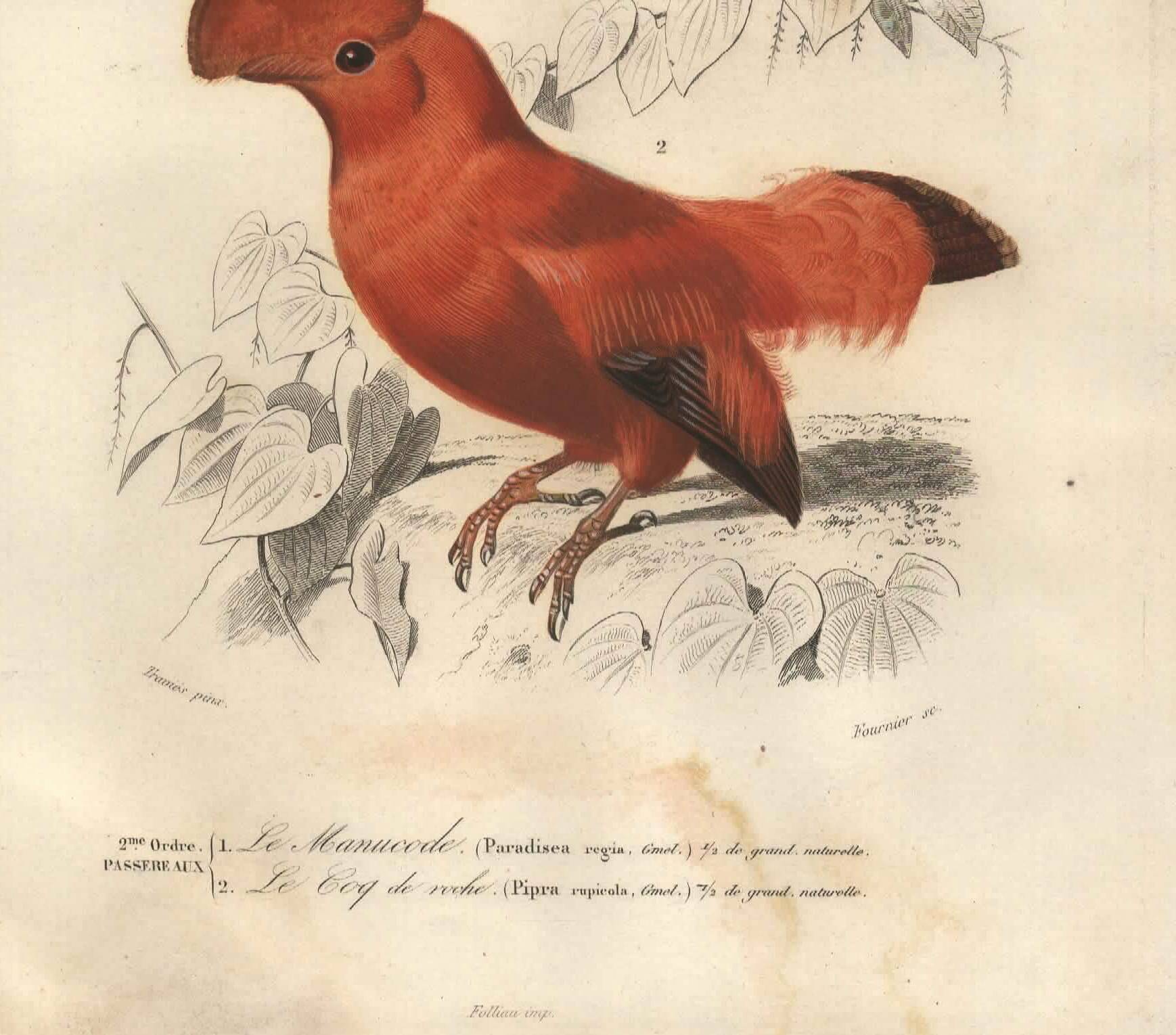 Antique engraving, 1849 - Manuscript and Rooster of the Rock by E. Travies