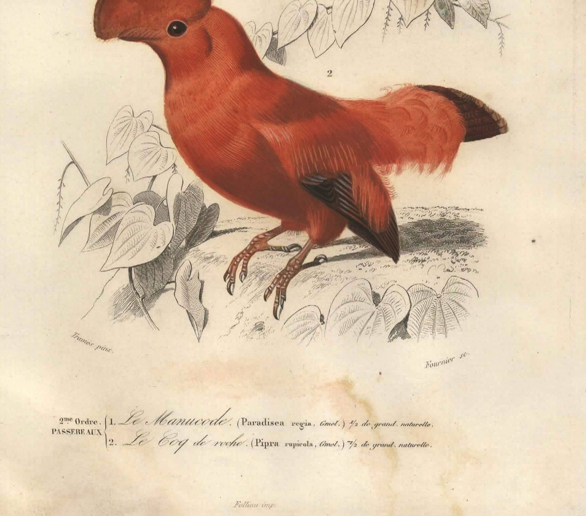 Antique engraving, 1849 - Manuscript and Rooster of the Rock by E. Travies