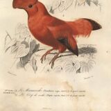 Antique engraving, 1849 - Manuscript and Rooster of the Rock by E. Travies