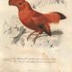 Antique engraving, 1849 - Manuscript and Rooster of the Rock by E. Travies