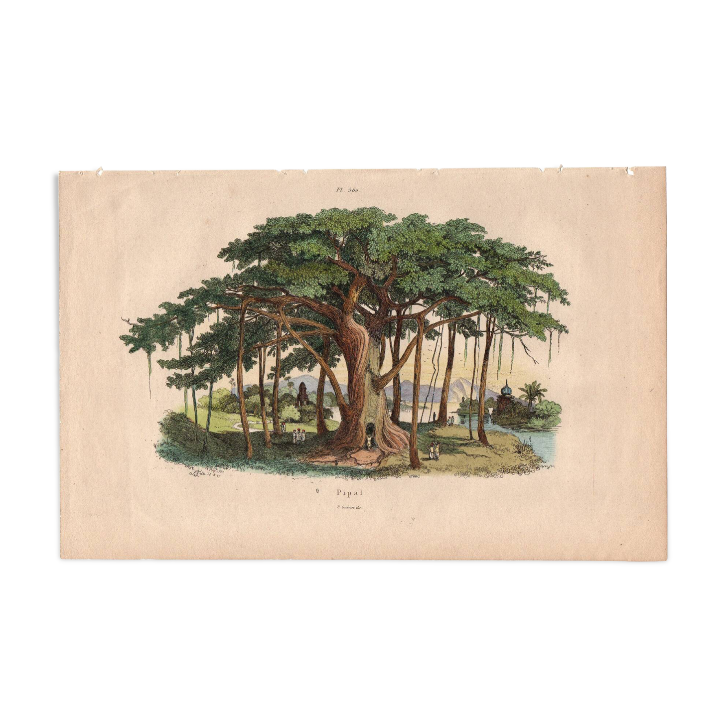 Gravure ancienne de 1839 - Arbre Pipal - planche Botanique vintage