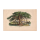 Gravure ancienne de 1839 - Arbre Pipal - planche Botanique vintage