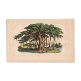 Old engraving from 1839 - Pipal Tree - vintage botanical plate