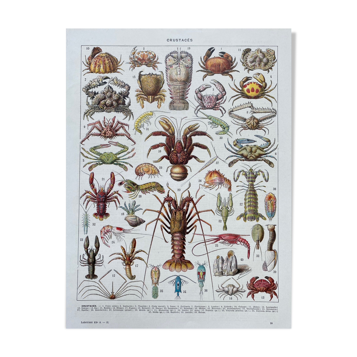 Old illustration millot "crustaceans"