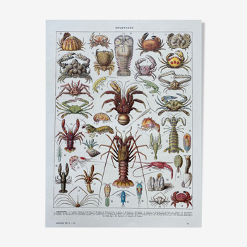 Old illustration millot "crustaceans"