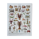Old illustration millot "crustaceans"