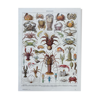 Old illustration millot "crustaceans"