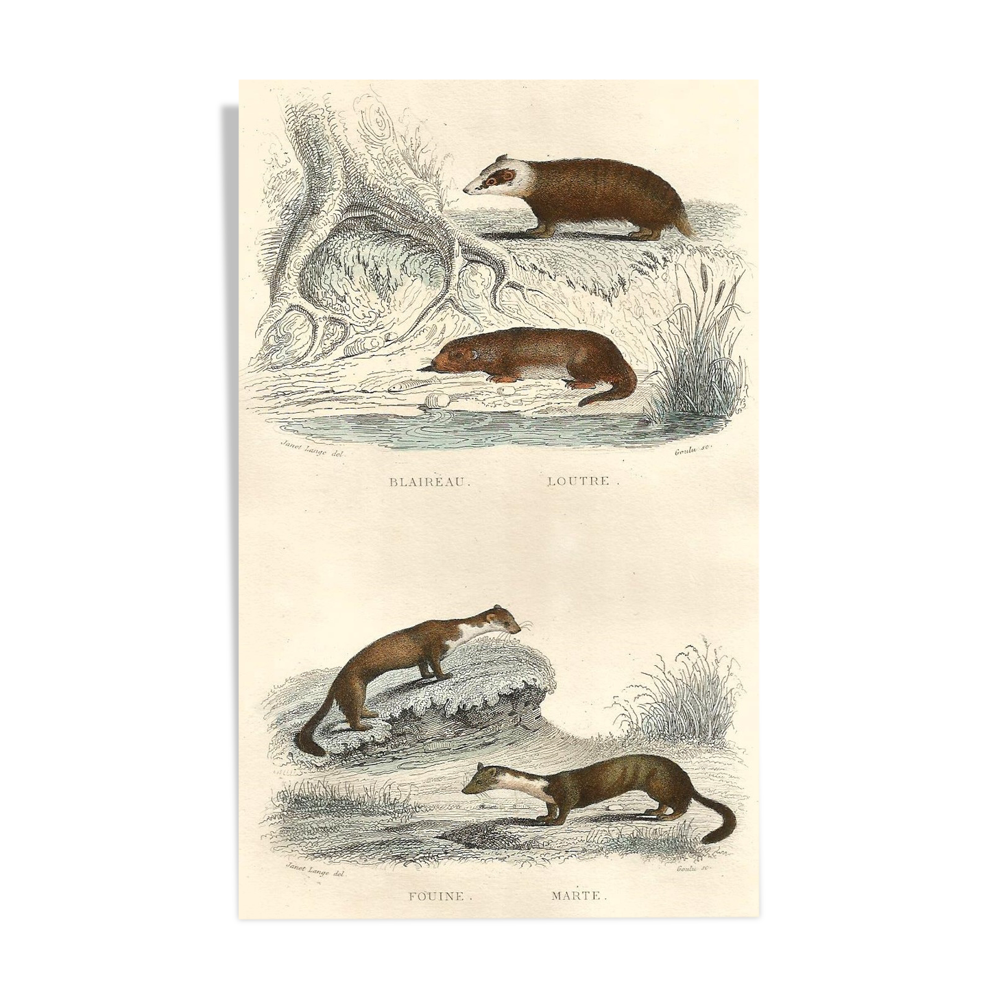 Zoological board "Blaireau - Otter - Fouine - Marte" Buffon 1848