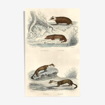 Planche zoologique "Blaireau - Loutre - Fouine - Marte" Buffon 1848