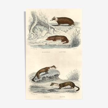 Zoological board "Blaireau - Otter - Fouine - Marte" Buffon 1848