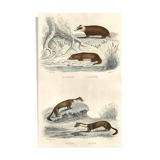 Zoological board "Blaireau - Otter - Fouine - Marte" Buffon 1848