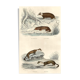 Zoological board "Blaireau - Otter - Fouine - Marte" Buffon 1848