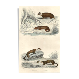 Zoological board "Blaireau - Otter - Fouine - Marte" Buffon 1848