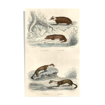 Planche zoologique "Blaireau - Loutre - Fouine - Marte" Buffon 1848