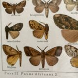 Antique color lithograph of butterflies; dimensions: height - 36.5 cm