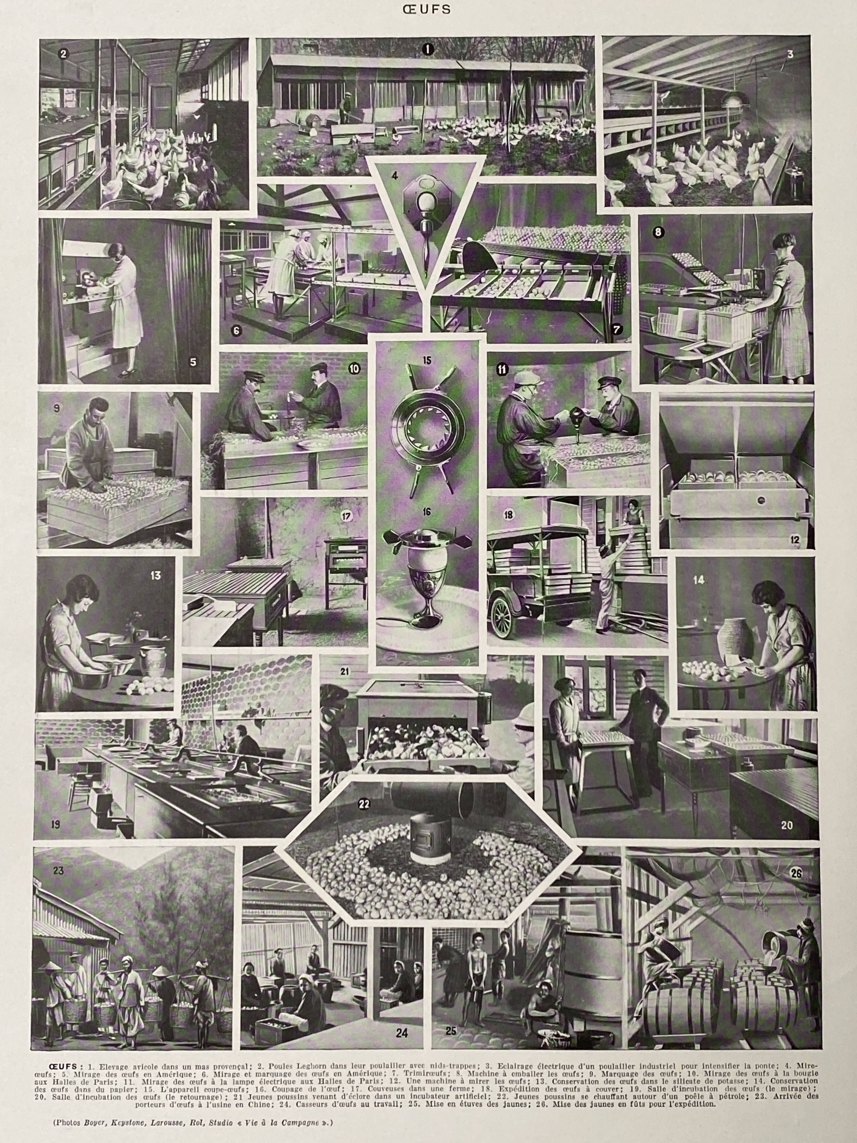 Old illustration Millot "eggs"