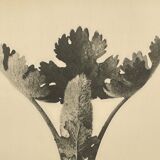 Rotogravure - Karl Blossfeldt