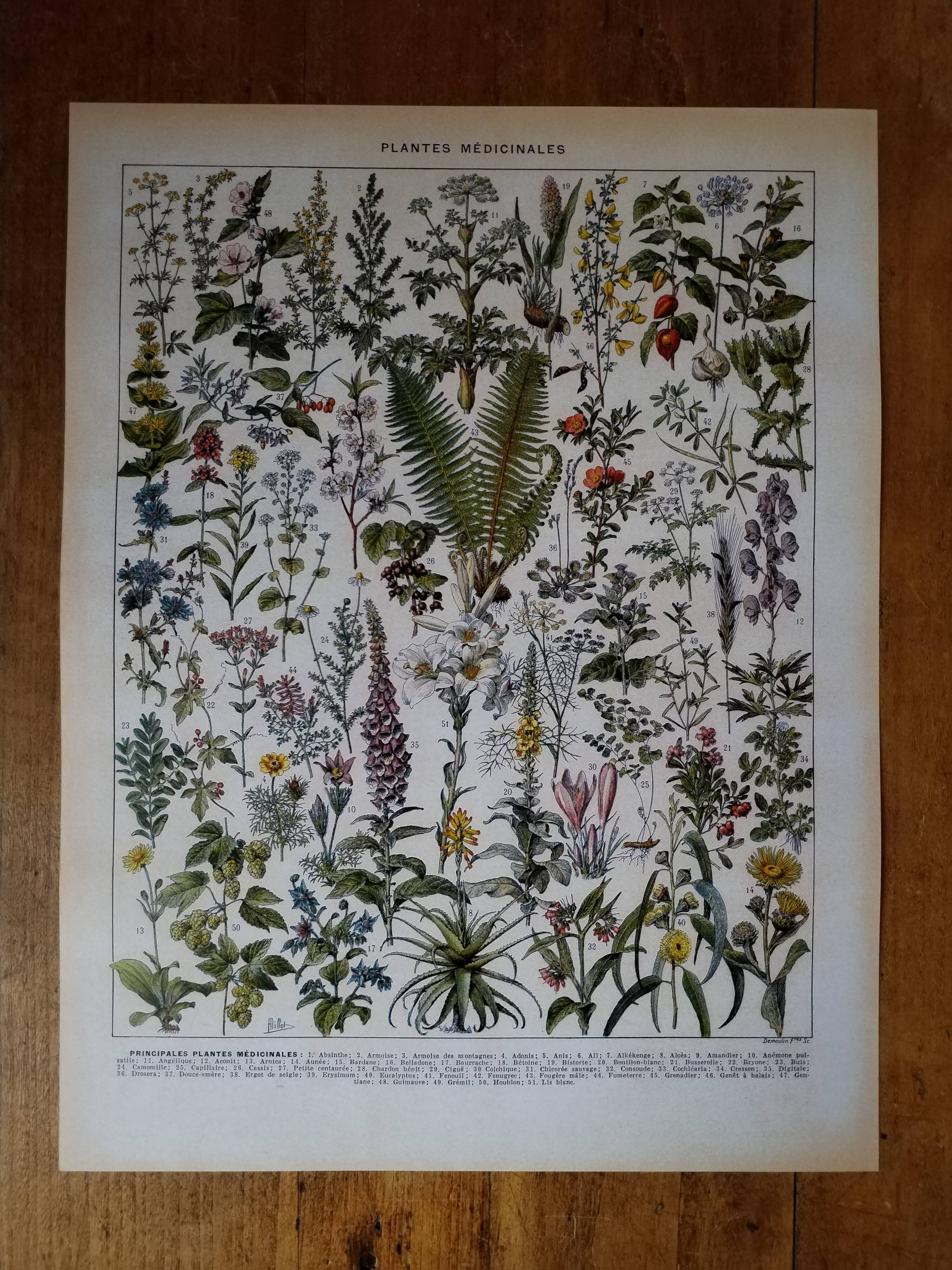 Original lithograph on medicinal plants (1)