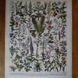 Original lithograph on medicinal plants (1)