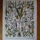 Original lithograph on medicinal plants (1)