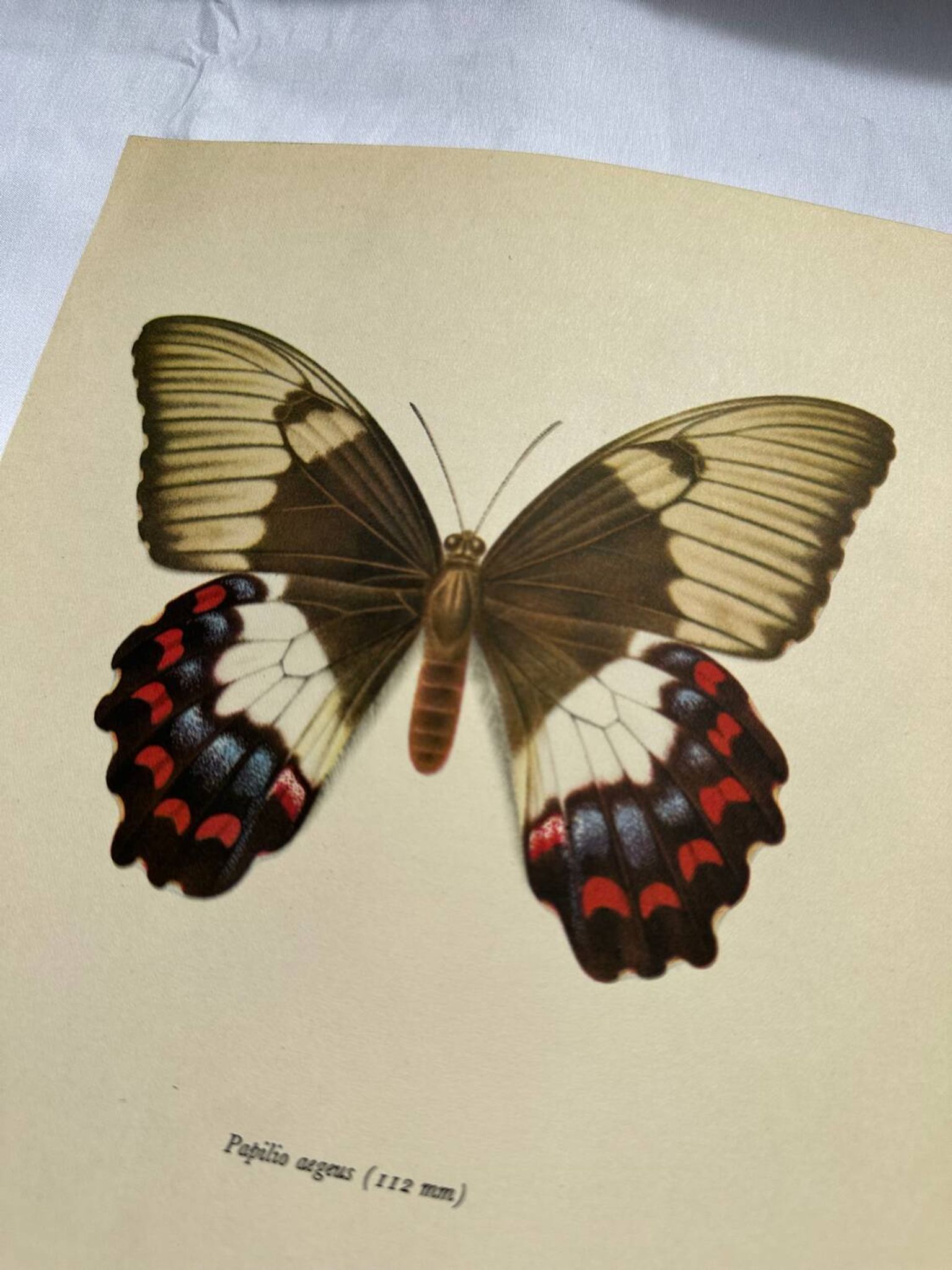 Old butterfly engraving vintage botanical plate etching naturalistic