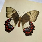 Old butterfly engraving vintage botanical plate etching naturalistic