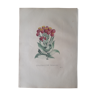 Botanical plank Gnaphalium Eximium, lithographed and colored, Sertum Botanicum 1832