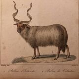 Lithograph late 19th watercolor animals