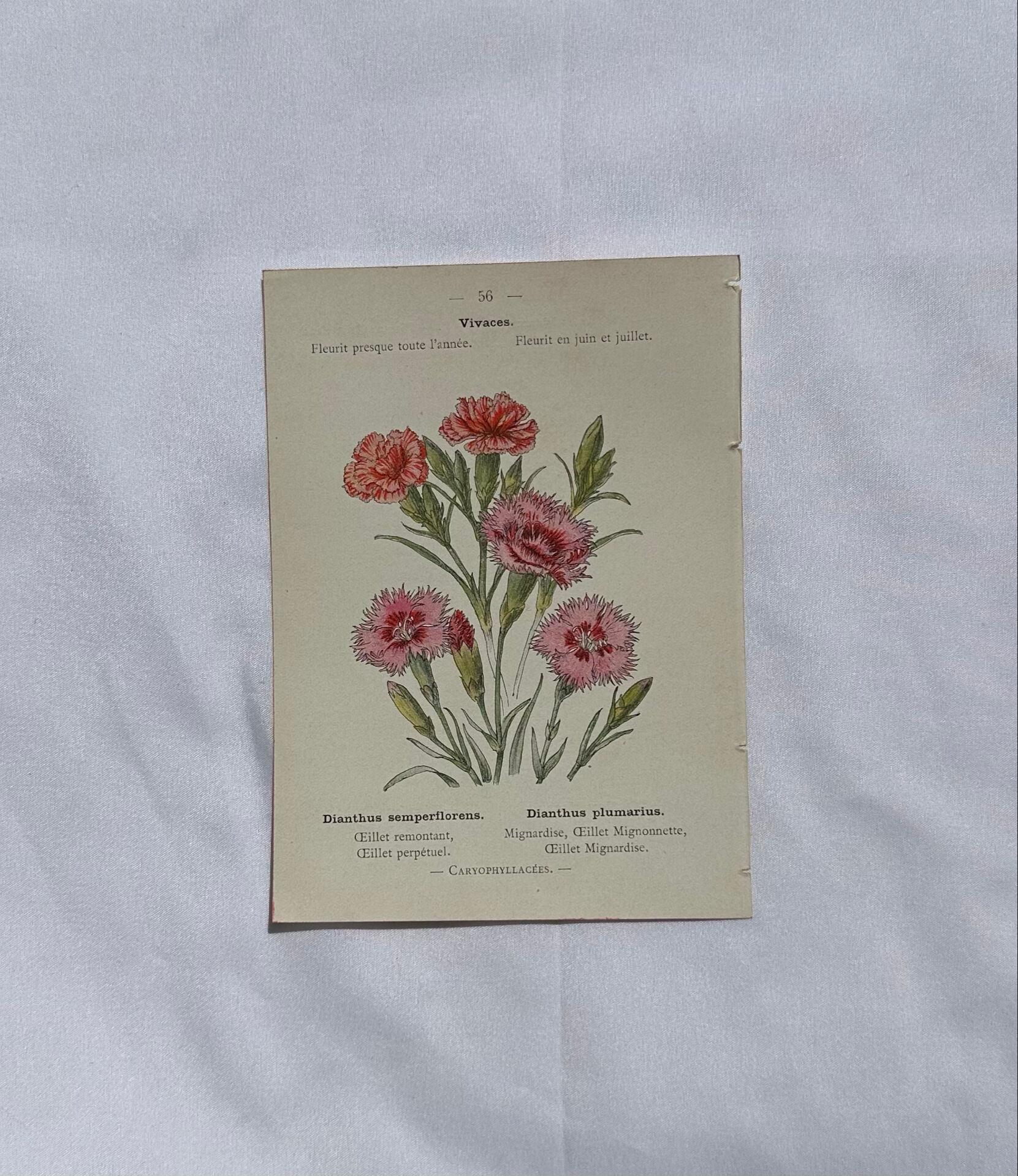 Planche botanique Gravure Fleur Plante 19eme double face colorée
