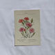 Planche botanique Gravure Fleur Plante 19eme double face colorée