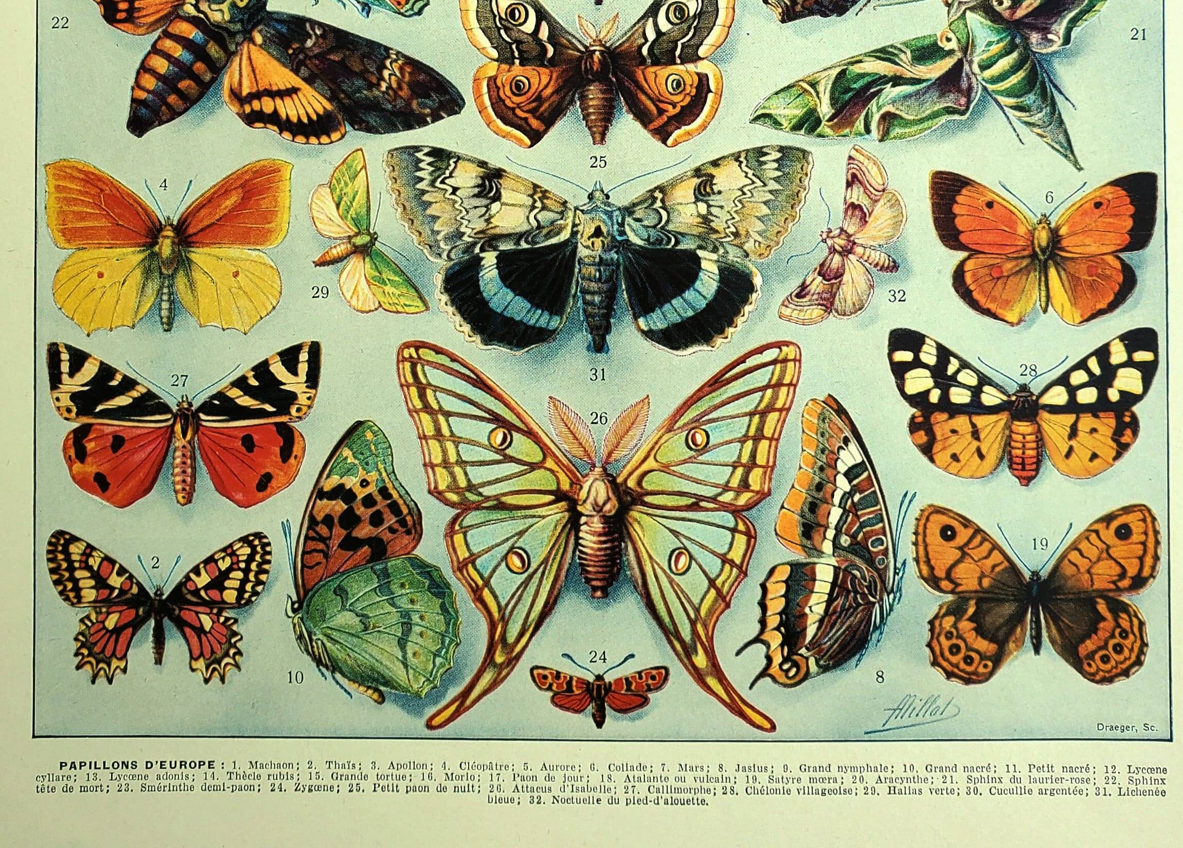 Gravure ancienne - 1928 - Papillons d'Europe par A. Millot - Lithographie