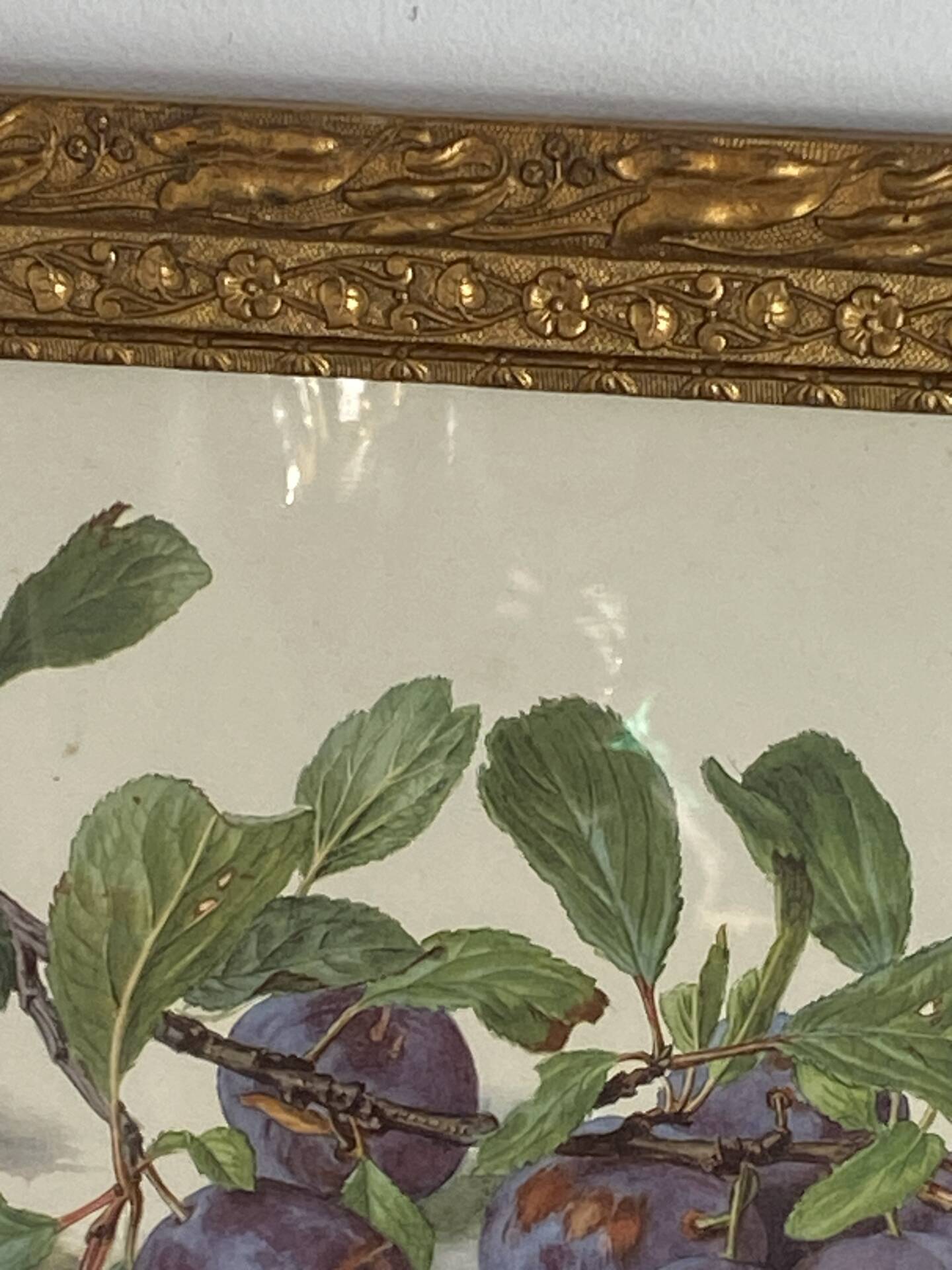 Botanical poster, Prunus Domestica, framed in glass wood.