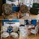 Medaillon armchairs