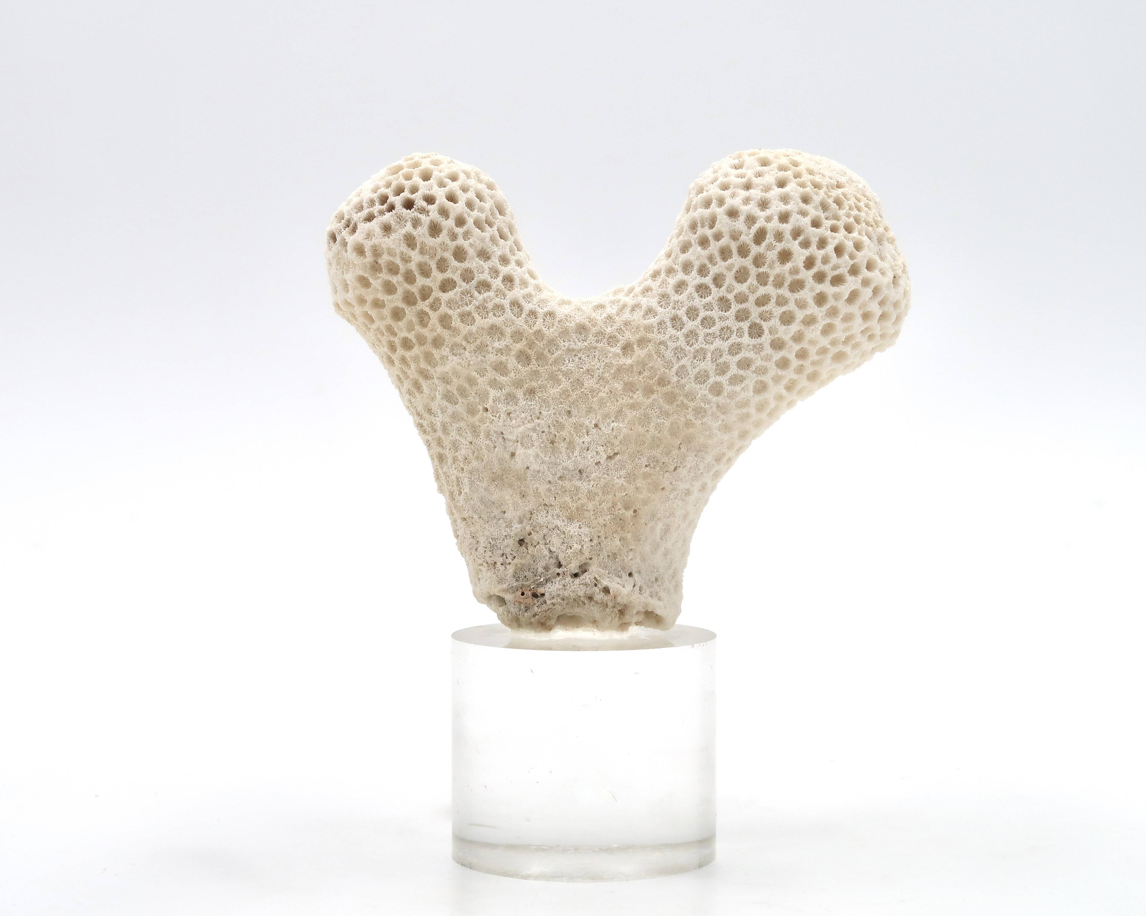 Coral bench on resin base, 1970s