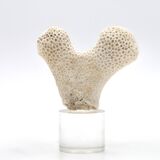 Coral bench on resin base, 1970s