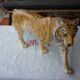 Bengal tiger porcelain Francklin Mint