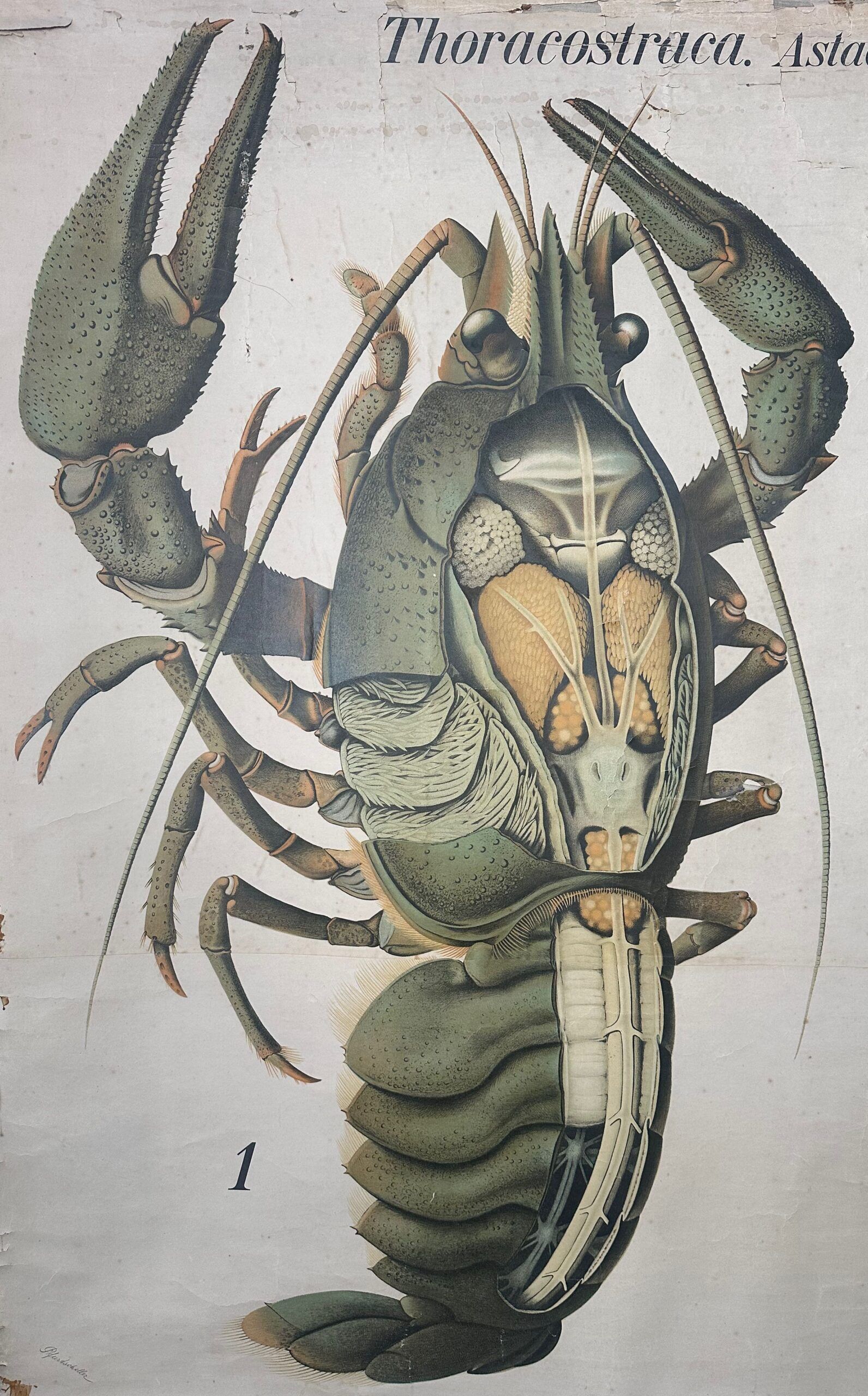 Vintage XL linen school chart – the lobster