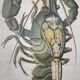 Vintage XL linen school chart – the lobster