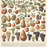 Old plate on fruits 1897