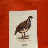 Botanical engraving birds double sided naturalist board